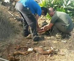 Cazadores de Tenerife denuncian los envenenamientos de perros